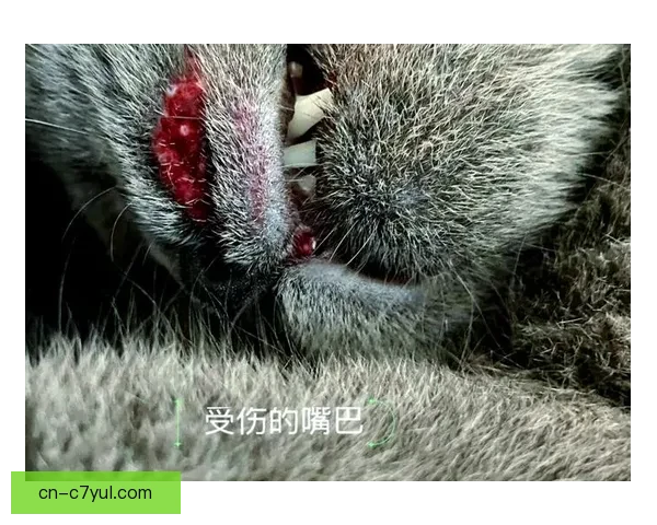 四川官方回应入场小猫未受伤